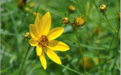 Seedlings Bending Toward the Sun