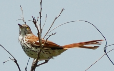 Between Fecundity and Hibernation