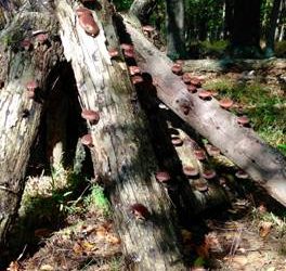 Intro to Growing Mushrooms on Logs Workshop