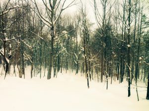 trees-in-snow-color2016
