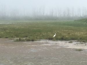 heron in mist