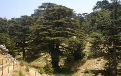 The Cedars of Lebanon