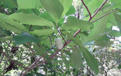 September Foraging and Wild Plant Identification