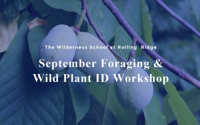 September Foraging & Wild Plant ID Workshop