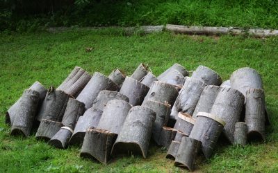 Tulip Poplar Bark Basket Workshop