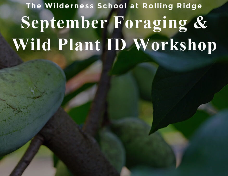 September Foraging & Wild Plant ID Workshop
