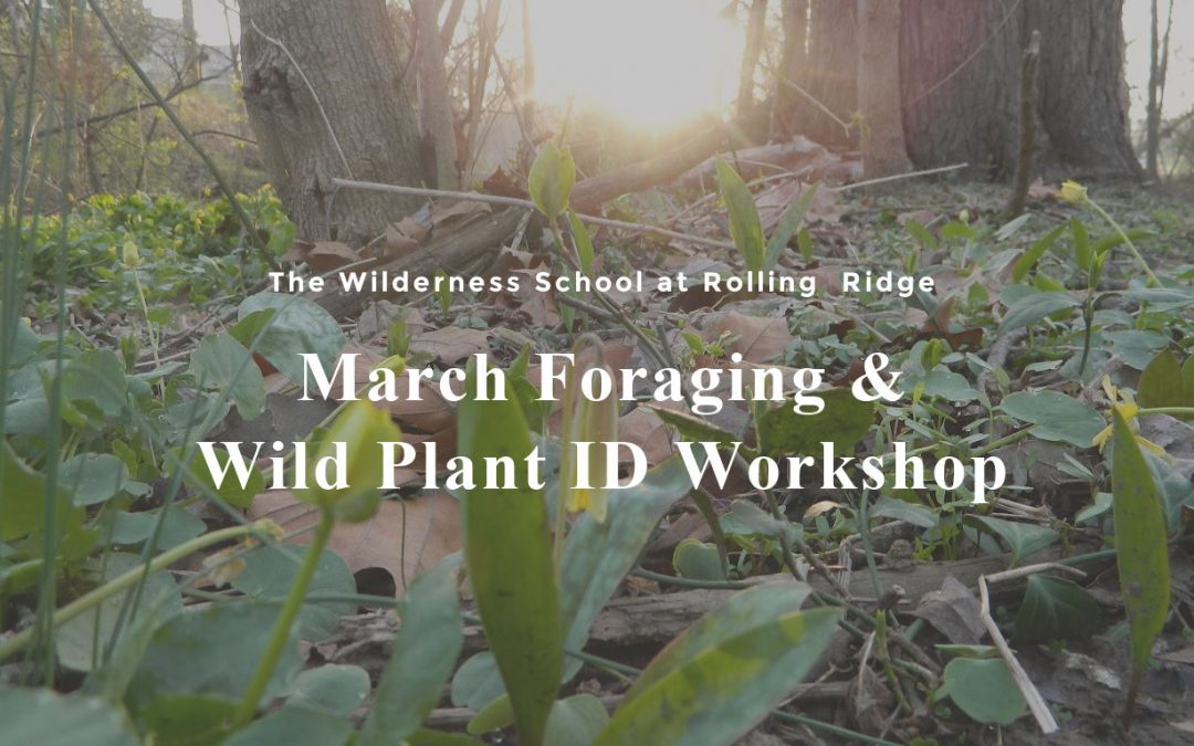 March Foraging & Wild Plant ID Workshop