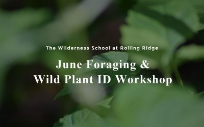 June Foraging & Wild Plant ID Workshop