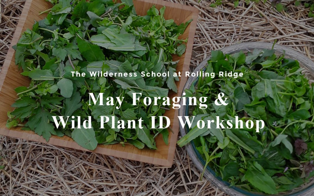 May Foraging & Wild Plant ID Workshop