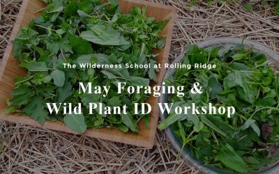 May Foraging & Wild Plant ID Workshop