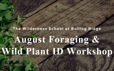 August Foraging & Wild Plant ID Workshop