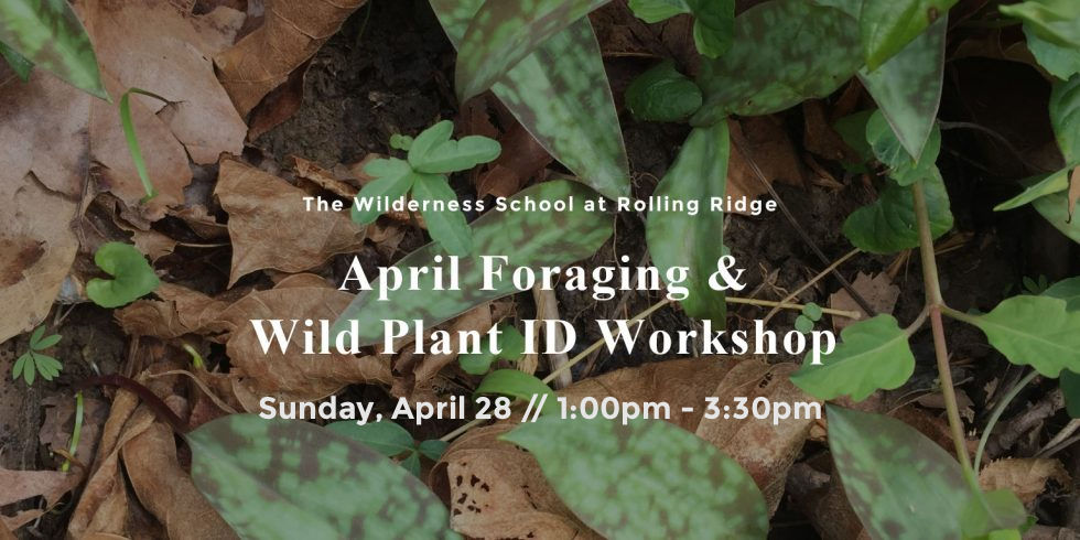 April Foraging & Wild Plant ID Workshop