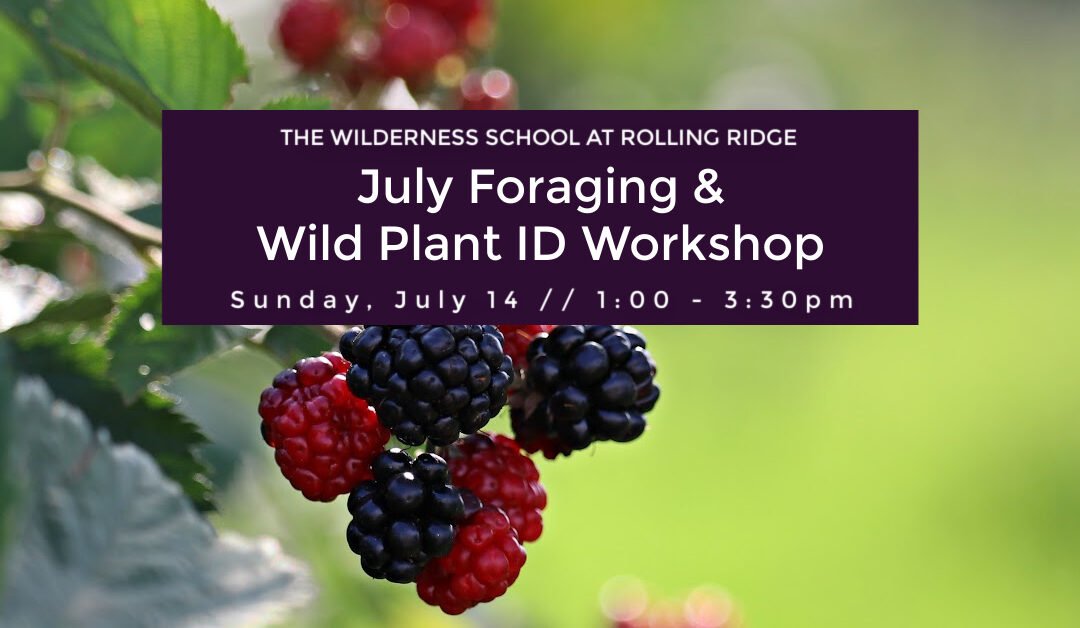 July Foraging & Wild Plant ID Workshop