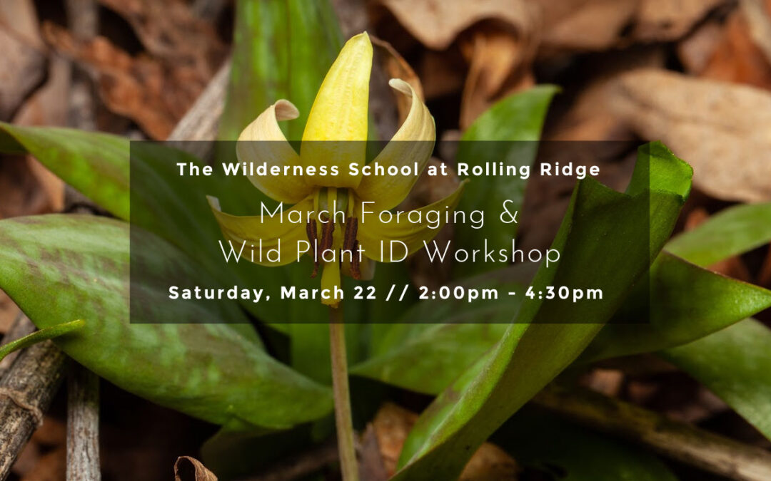 March Foraging & Wild Plant ID Workshop