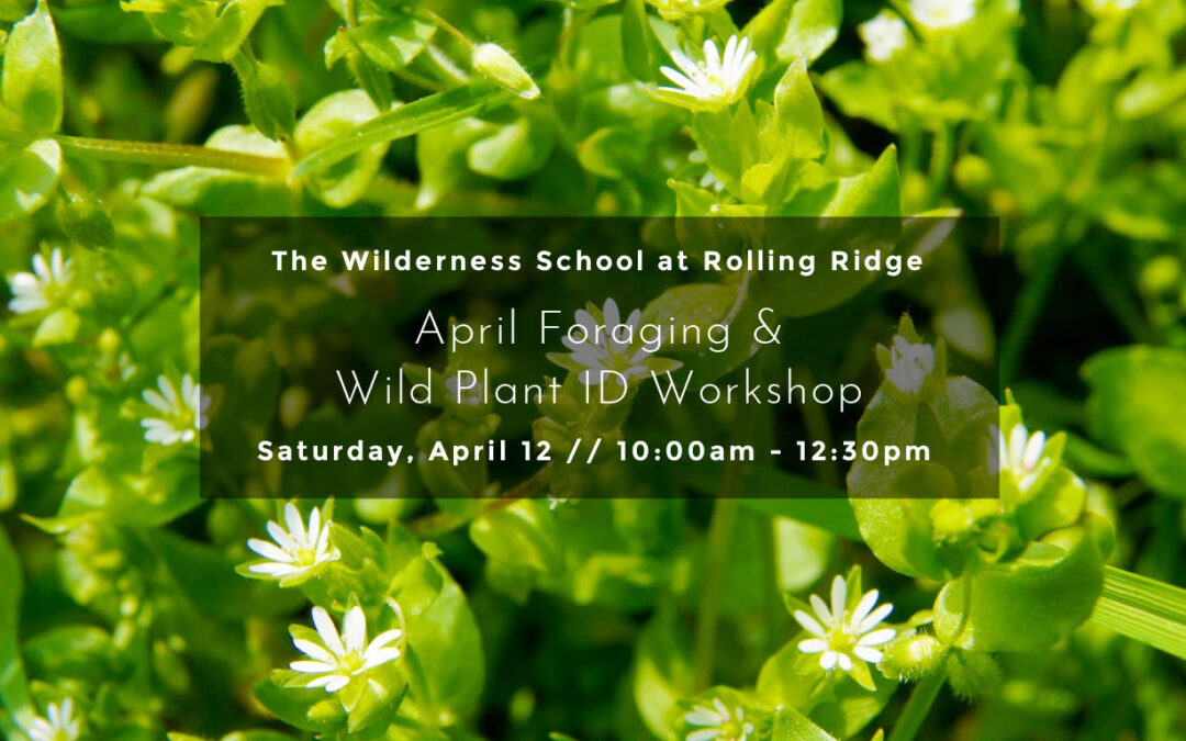 April Foraging & Wild Plant ID Workshop